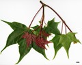 SpeciesSub: subsp. sinicum SpeciesSub: subsp. sinicum